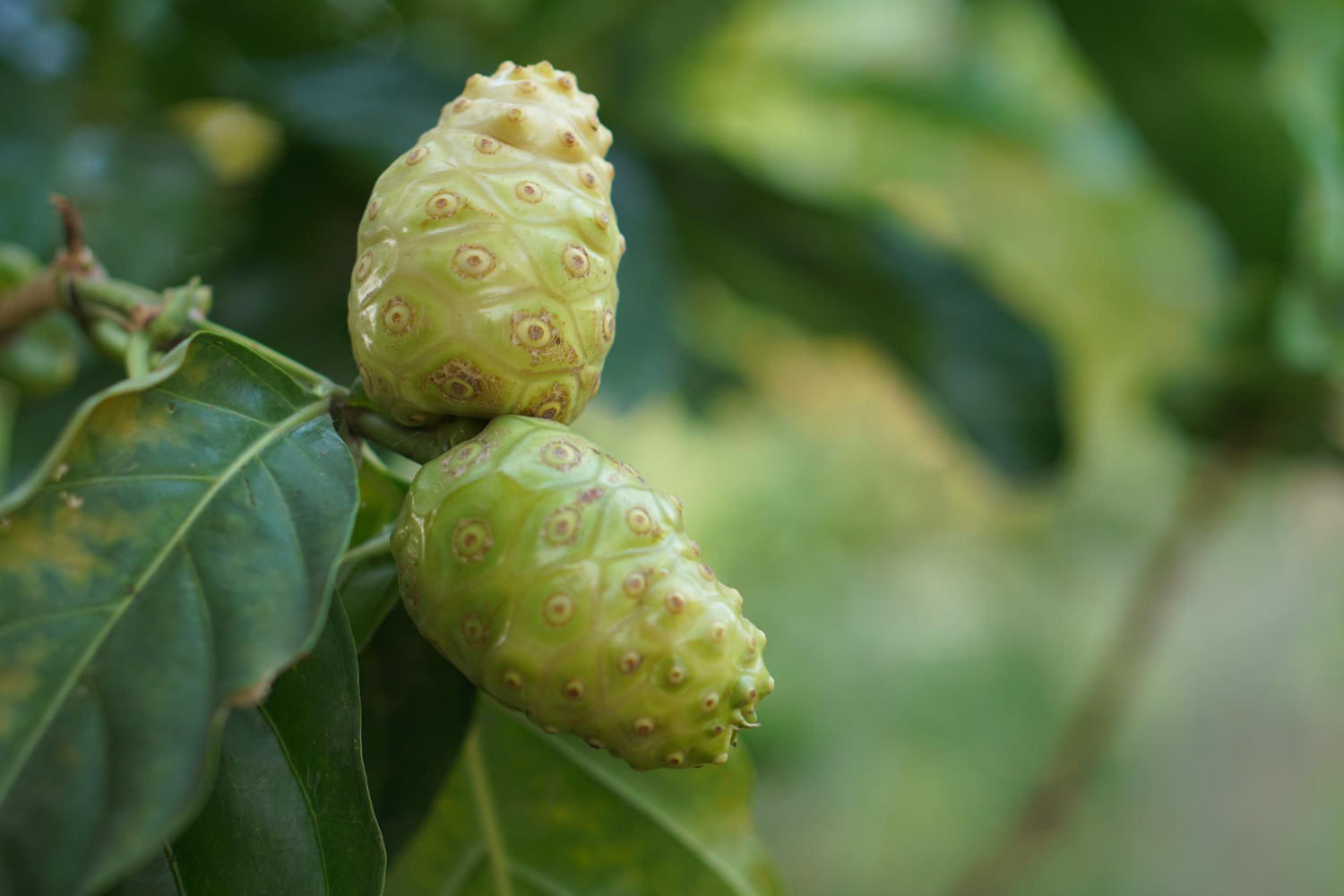 Noni Bitkisi Kullanımı ve Ürünler