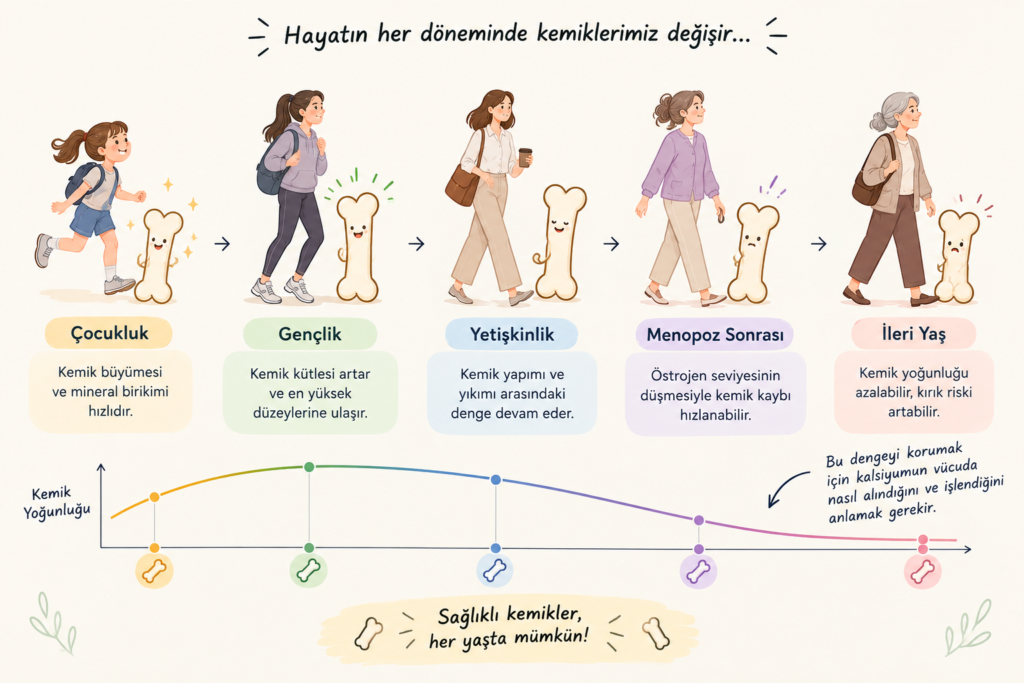 1. Kemiklerimiz Hiç Durmadan Çalışıyor!